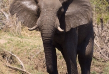 brman-2010-elephant-5